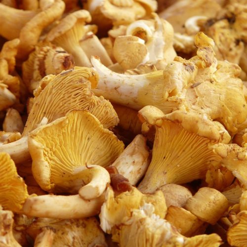 real-chanterelle_eierschwämmli